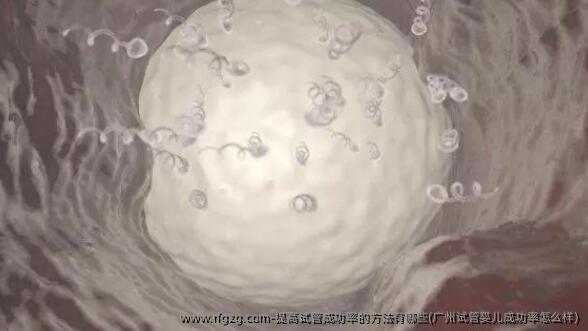 提高试管成功率的方法有哪些(广州代孕成功率怎么样)