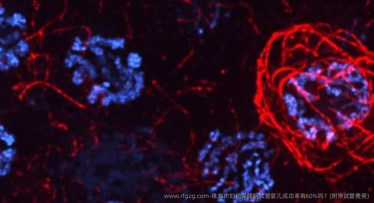 珠海市妇幼保健院代孕成功率有60%吗？(附带试管费用)