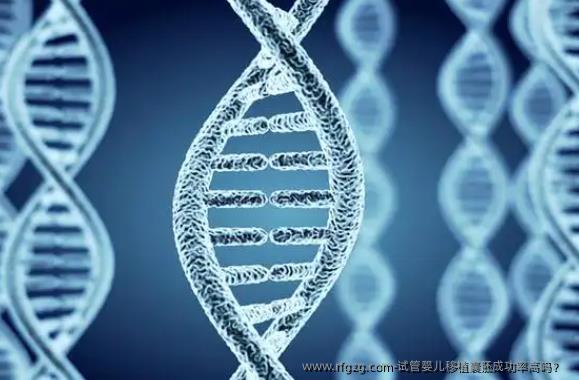代孕移植囊胚成功率高吗？  