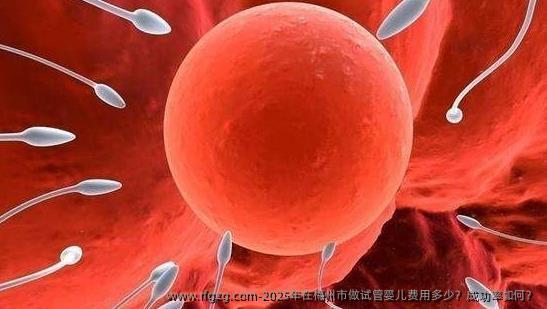 2025年在梅州市做代孕费用多少？成功率如何？