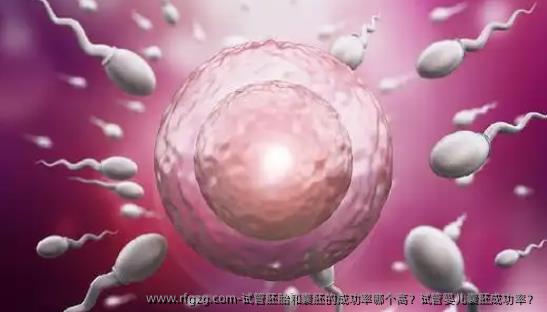 试管胚胎和囊胚的成功率哪个高？代孕囊胚成功率？